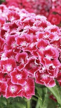 Sweet William Seed - Pinks mix  (Dianthus Barbatus)
