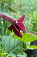 Tobacco - Scarlet Bedder (Nicotiana Alata) seeds
