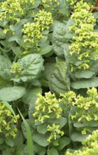 Hopi Tobacco Nicotiana Rustica (Yellow Flowering Tobacco)