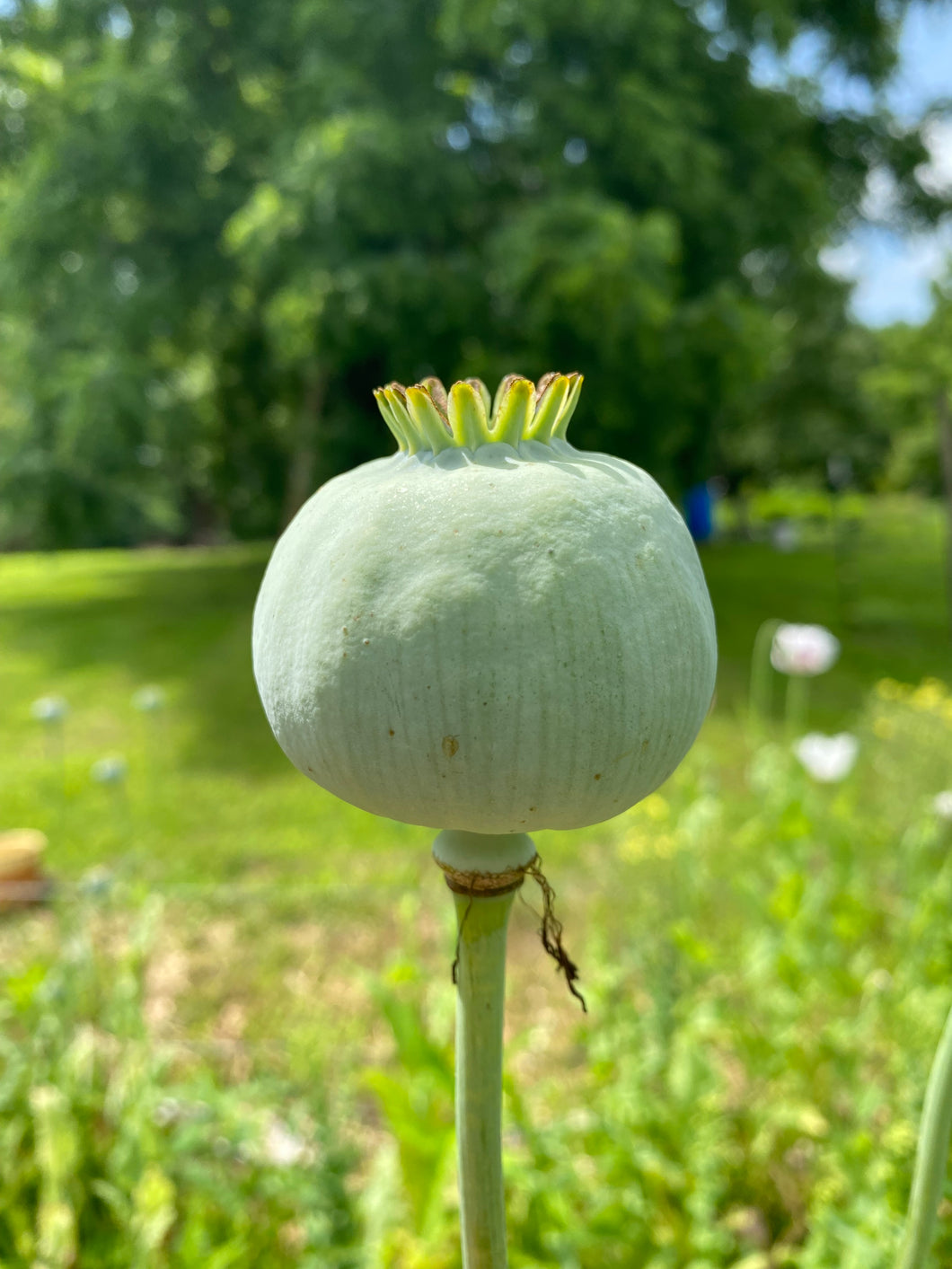 Zombie Apocalypse Cash Crop Bundle Poppy & Tobacco