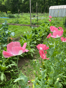 THE Afghan Poppy