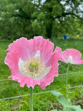 THE Afghan Poppy