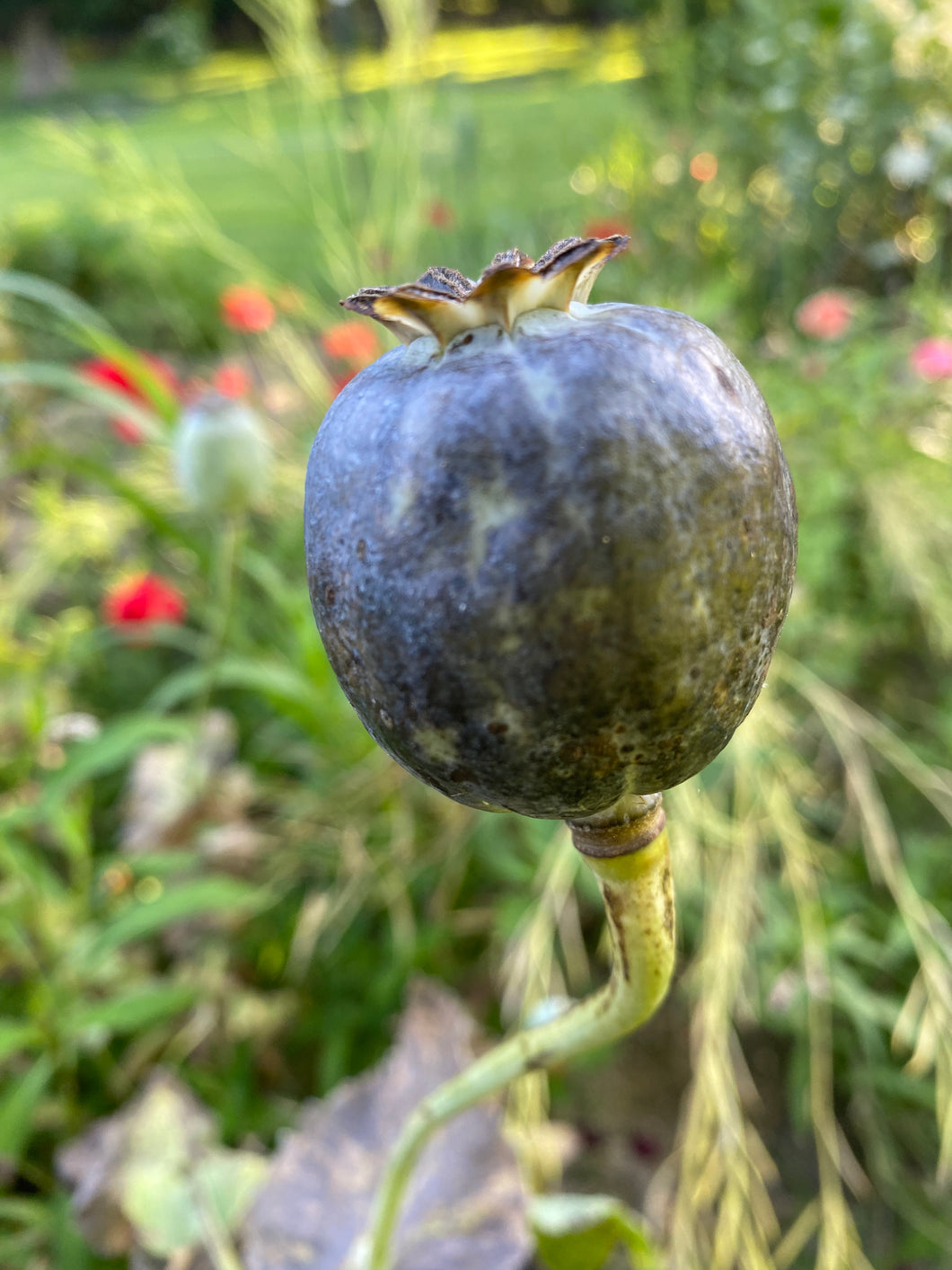 THE Afghan Poppy