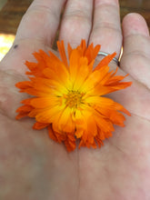 Calendula  (dried flower heads)