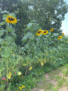 Sunflower - Mongolian Giant seeds