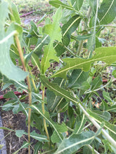 Prickly Lettuce Seed (Lactuca Virosa)