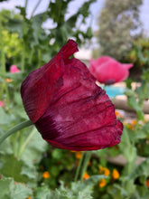 Poppy P. Somniferum (Dark Raspberry Pepperbox)