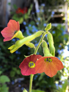 Nicotiana Alata (Pink Flower Tobacco)