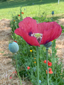 Poppy P. Somniferum (Wizard of Oz)