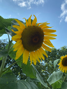 Sunflower - Mongolian Giant seeds