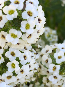 Alyssum (white) Seed