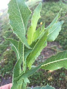 Prickly Lettuce Seed (Lactuca Virosa)