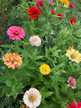 Zinnia (Peppermint Stick) seed