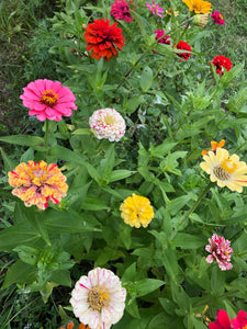 Zinnia (Peppermint Stick) seed