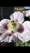 Poppy P. Somniferum (Stoker’s Blue Odyssey) Seed