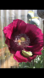Poppy - P. Somniferum Heirloom Collector’s Bundle