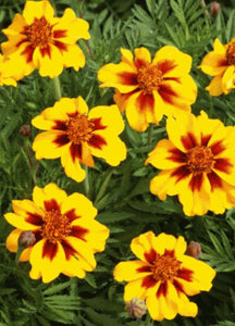 miniature marigold seeds Marigold