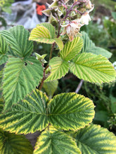 Raspberry Leaf