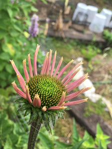 Echinacea Flower Heads - whole