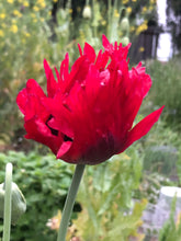 Poppy P. Somniferum (Turkish Flame)