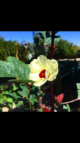 Jamaica Tea (Hibiscus sabdariffa) dried flowers