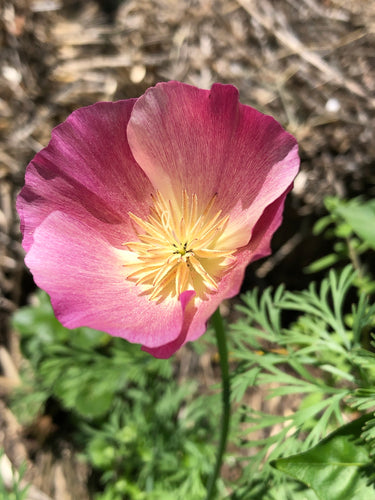 California Poppy (Carmine King) Seeds