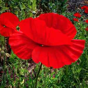 Poppy (Papaver Rhoeas)