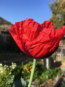 Poppy P. Somniferum (Wizard of Oz)