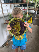 Sunflower - Mongolian Giant seeds