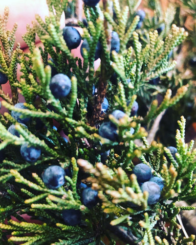 Juniper (Fresh Branch with Ripe Berries)