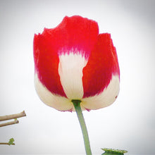 Poppy P. Somniferum (Danish Flag)