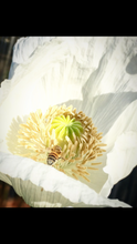 Poppy P. Somniferum (Peshawar, Indian White)