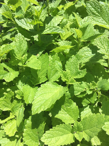 Lemon Balm (Fresh and Dried)