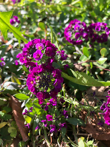 Alyssum (purple) Seed
