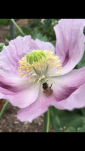 Poppy P. Somniferum (Stoker’s Blue Odyssey) Seed