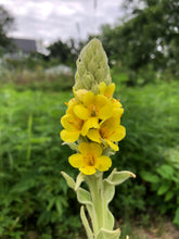 Mullein Seeds (Verbascum Thapsus)