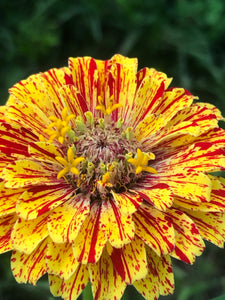 Zinnia (Peppermint Stick) seed