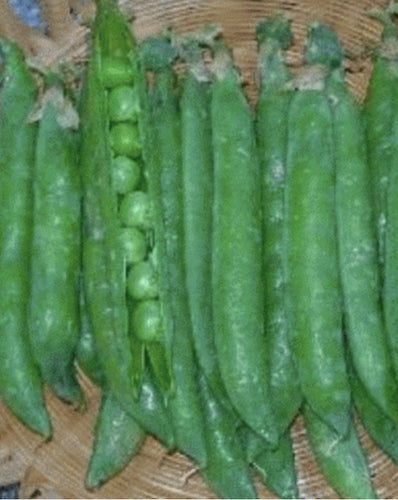 Pea - Early Frosty Garden Pea