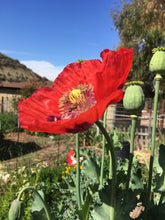 Poppy P. Somniferum (Wizard of Oz)