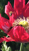 Poppy - P. Somniferum Heirloom Collector’s Bundle