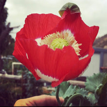 Poppy - P. Somniferum Heirloom Collector’s Bundle