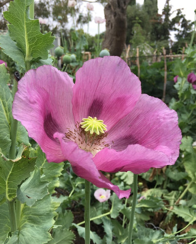 Poppy P. Somniferum (Hungarian Giant)