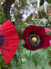 Poppy P. Somniferum (Dark Raspberry Pepperbox)