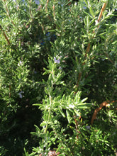 Rosemary Herb (dried)