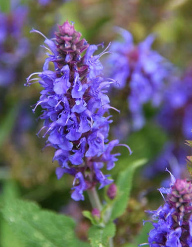Hyssop Seeds - Hyssopus Officinalis