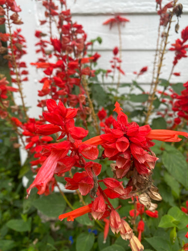 Sage (Salvia Coccinea) Seed