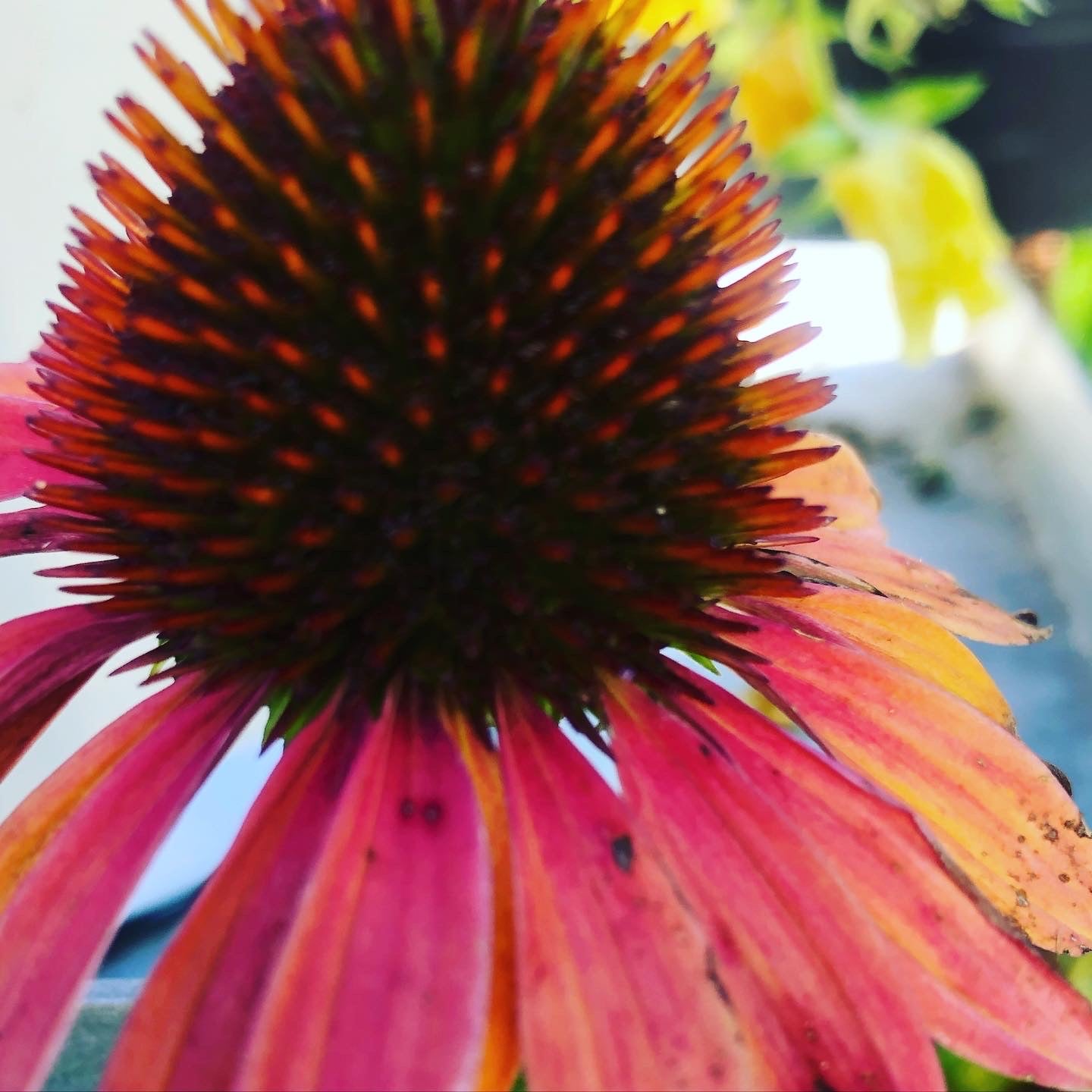 echinacea cheyenne spirit seeds Echinacea ( Cheyenne Spirit ) seeds