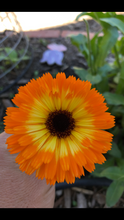 Calendula - Heirloom Sunburst