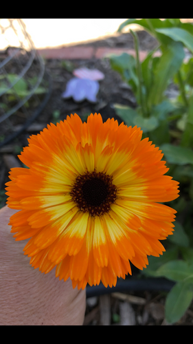 Calendula - Heirloom Sunburst