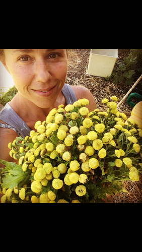 Tansy (dried)